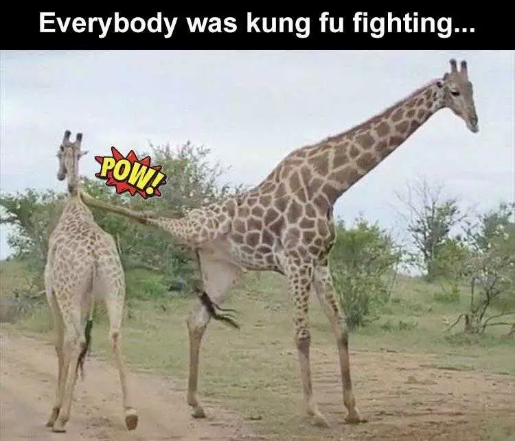 Funny Pet Memes  Kung Fu Giraffe