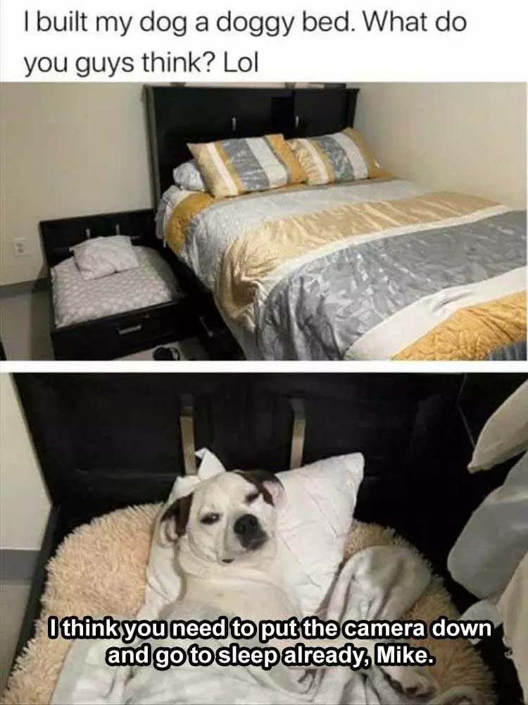 Hilarious Pet Meme  Dog Bed