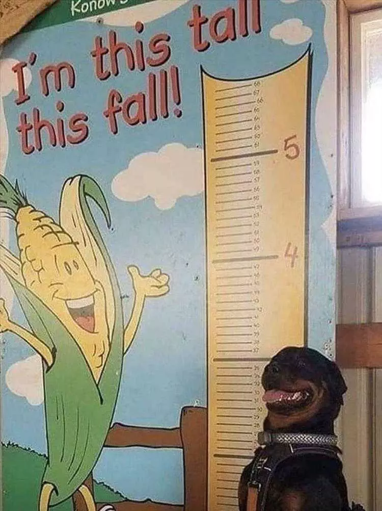 Hilarious Pet Meme So Proud