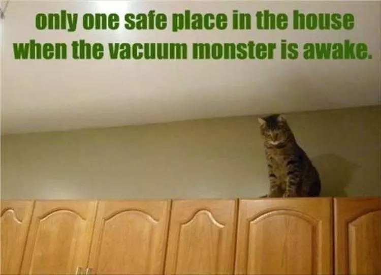 Hilarious Pet Meme  Vacuum Monster