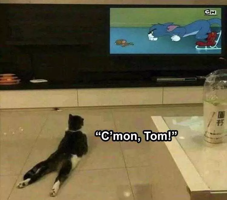 Hilarious Pet Meme  Tom