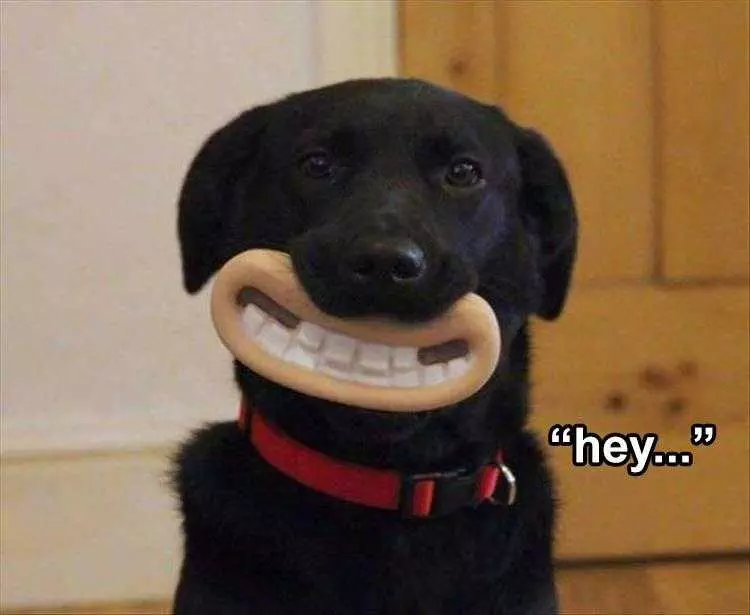 Hilarious Pet Meme  Dog Mask