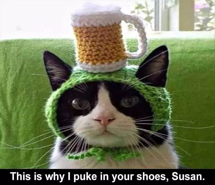 Hilarious Pet Meme  Cat In A Hat