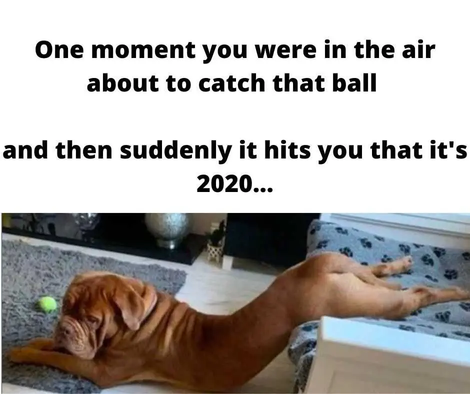 Top-36-Funny-Animal-Memes-2 Animal Meme 2020 Catch Fail