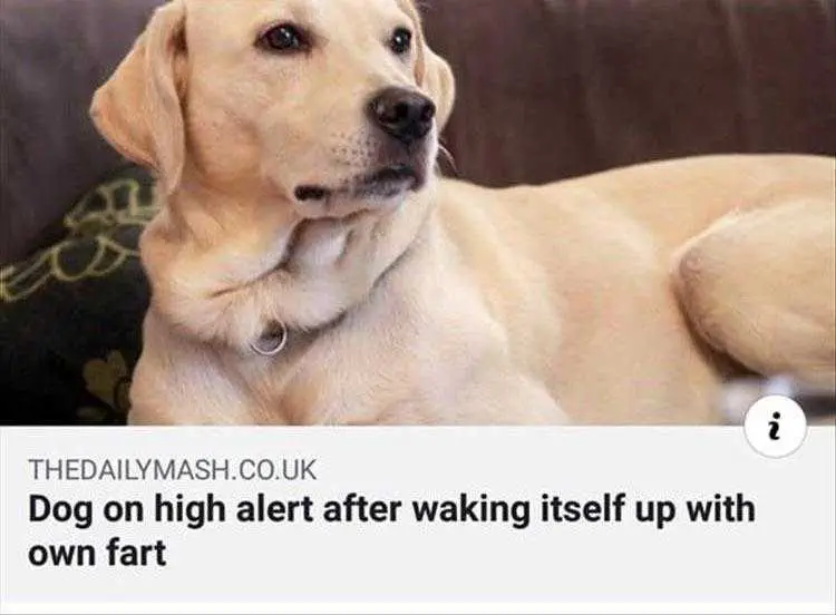 Top 36 Funny Animal Memes Of The Day 5Fc265Da1692E