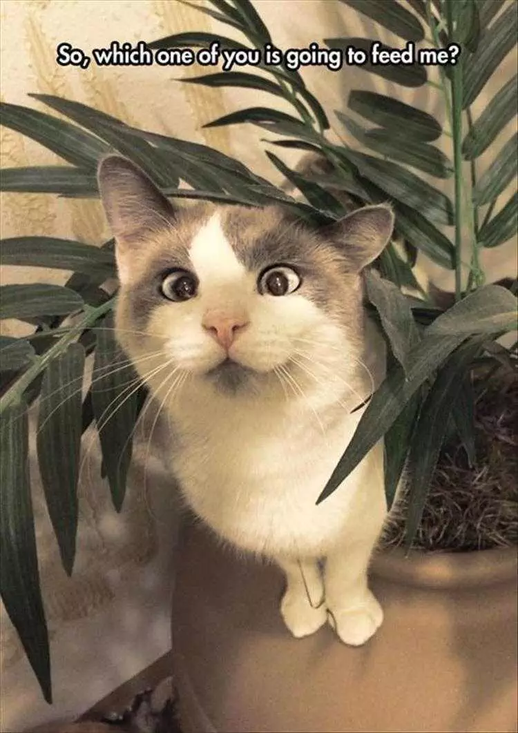 Top 36 Funny Animal Memes Of The Day 5Fc265Db10D0B