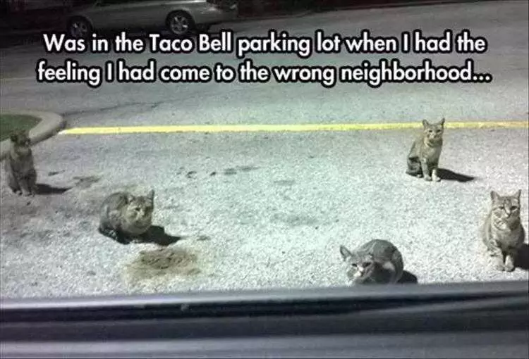 Top 36 Funny Animal Memes Of The Day 5Fc265Dc0E76D