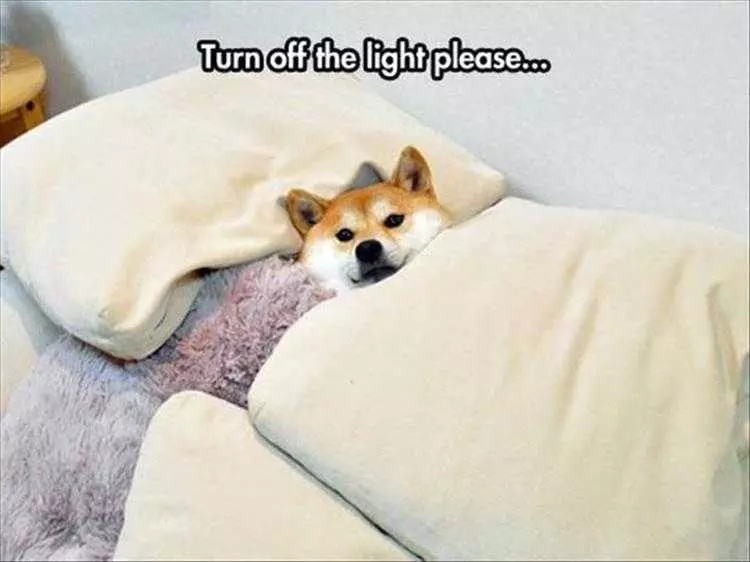 Top 36 Funny Animal Memes Of The Day 5Fc265Dce2F5C