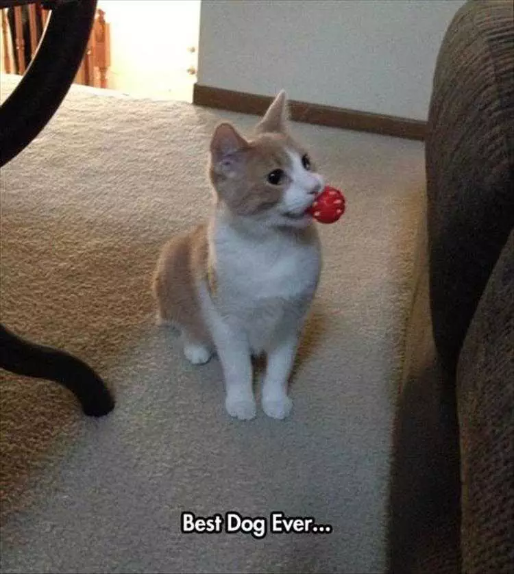 Top 36 Funny Animal Memes Of The Day 5Fc265De79F68