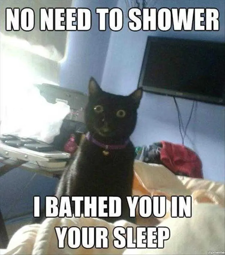 Top 36 Funny Animal Memes Of The Day 5Fc265Ded449E