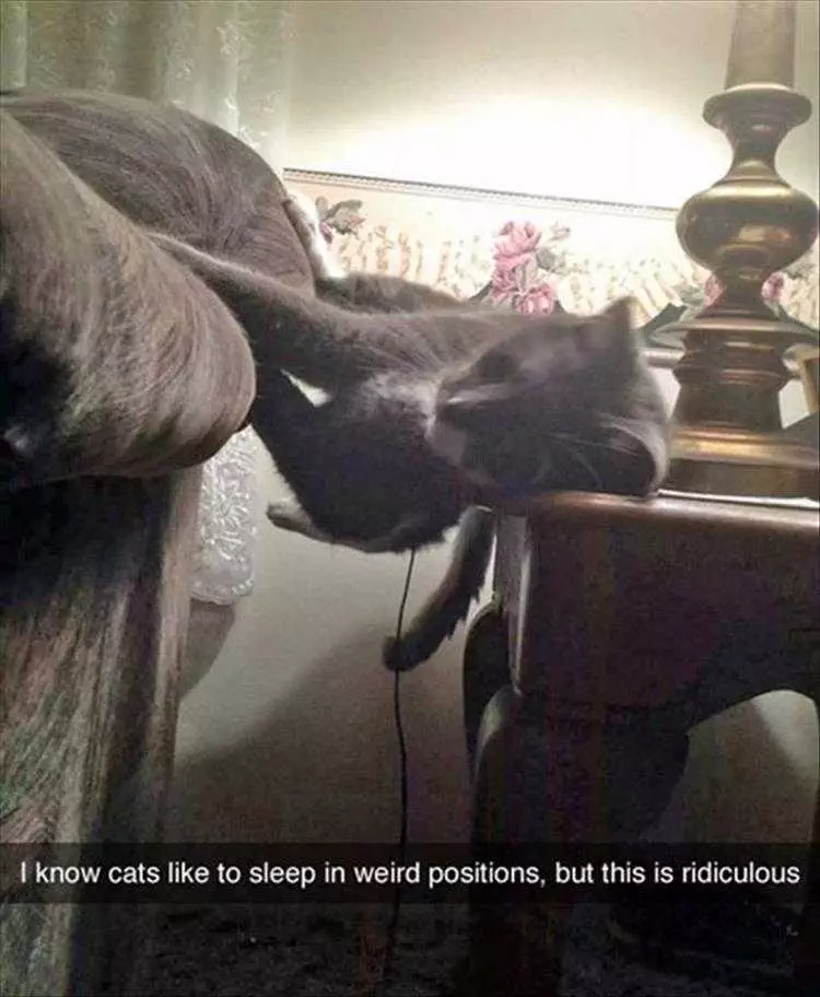 Top 36 Funny Animal Memes Of The Day 5Fc265Df4B1E1