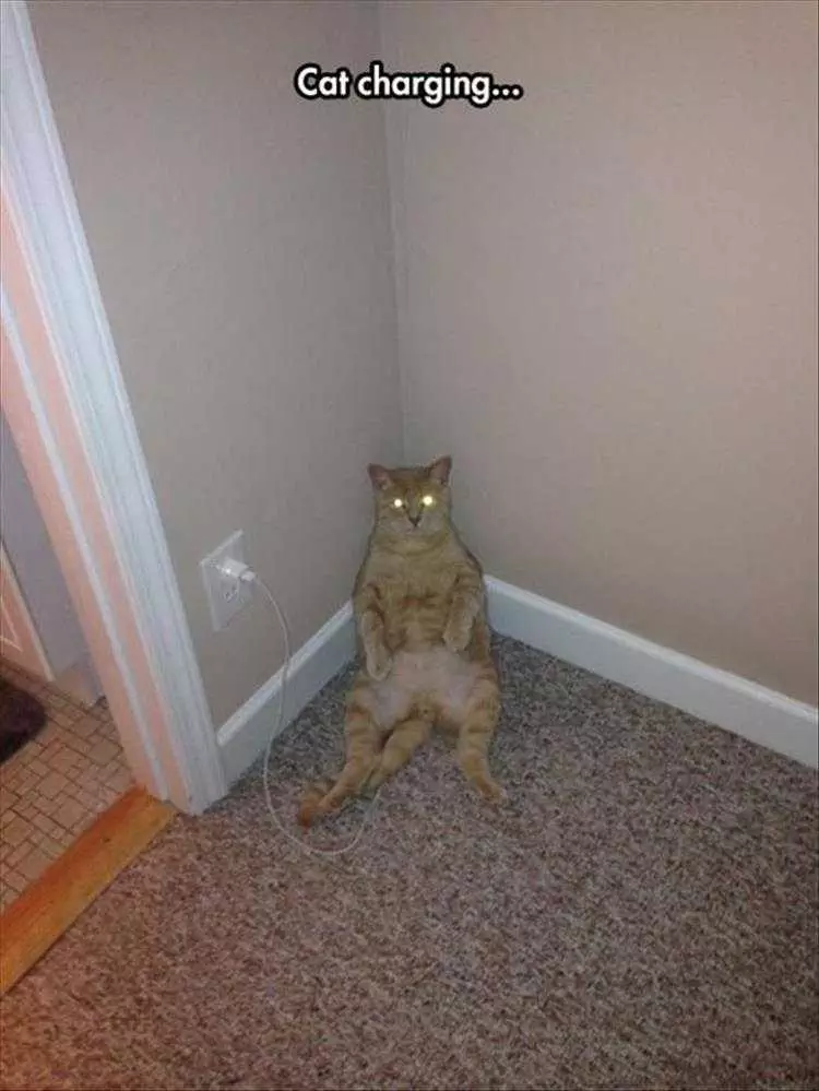 Top 36 Funny Animal Memes Of The Day 5Fc265Dfabbdb