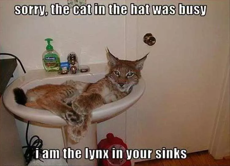 Top 36 Funny Animal Memes Of The Day 5Fc265E01935B