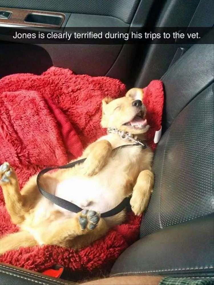 Top 36 Funny Animal Memes Of The Day 5Fc265E05C478