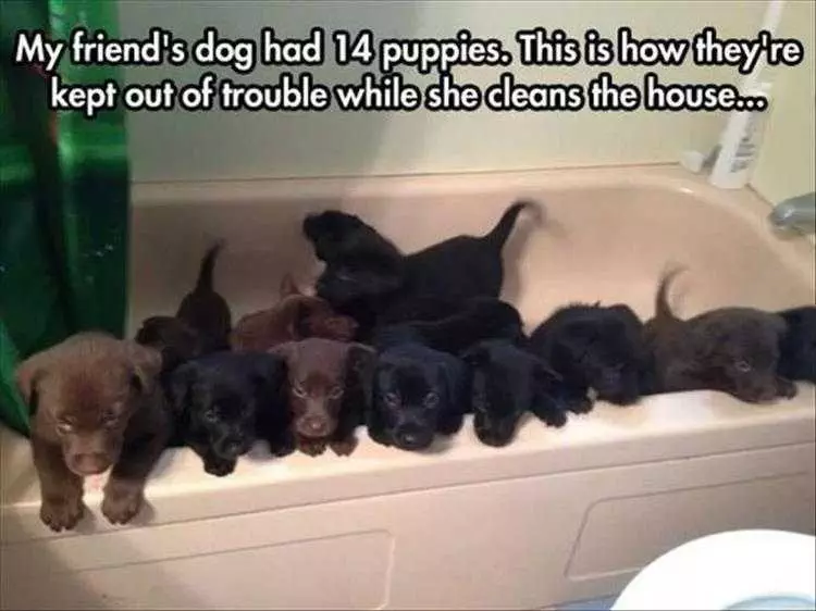 Top 36 Funny Animal Memes Of The Day 5Fc265E186A53