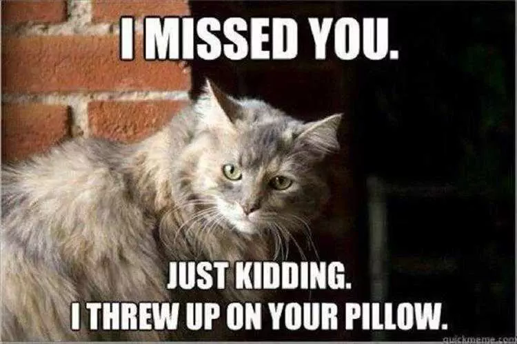 Top 36 Funny Animal Memes Of The Day 5Fc265E1C94F4