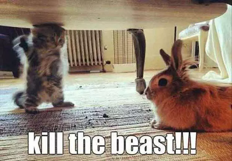 Top 36 Funny Animal Memes Of The Day 5Fc265E212Bc1