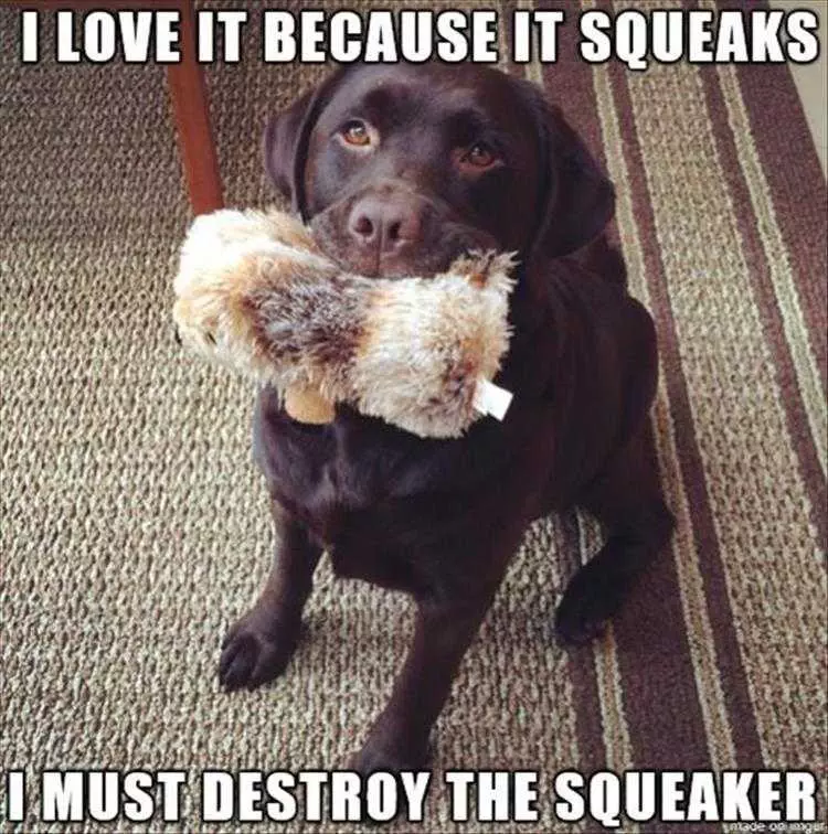 Top 36 Funny Animal Memes Of The Day 5Fc265E312D24