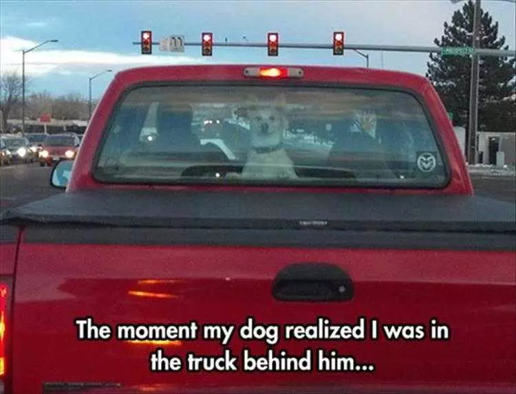 Top 36 Funny Animal Memes Of The Day 5Fc265E373De6