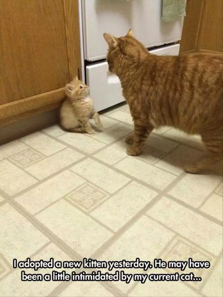 Top 36 Funny Animal Memes Of The Day 5Fc265E575051