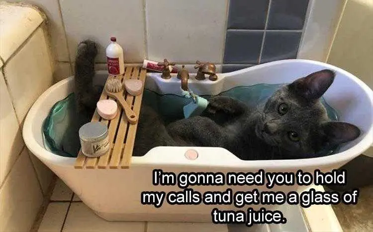 Top 36 Funny Animal Memes Of The Day 5Fc265E656C8B