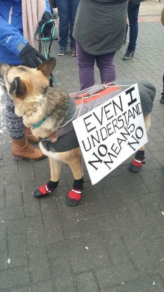 Tumblr_10E8Aa44B7A3244Cb63612B365649Fec_Bd71E6Da_640 (1) Funny Protest Signs No Means No