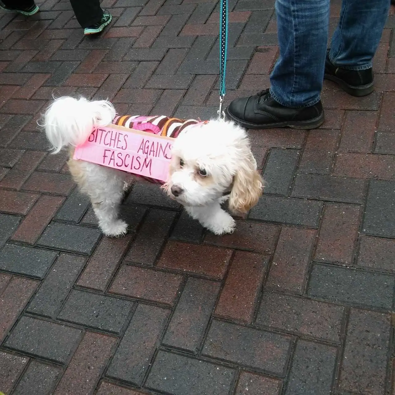 Funny Protest Signs  Dog Signs