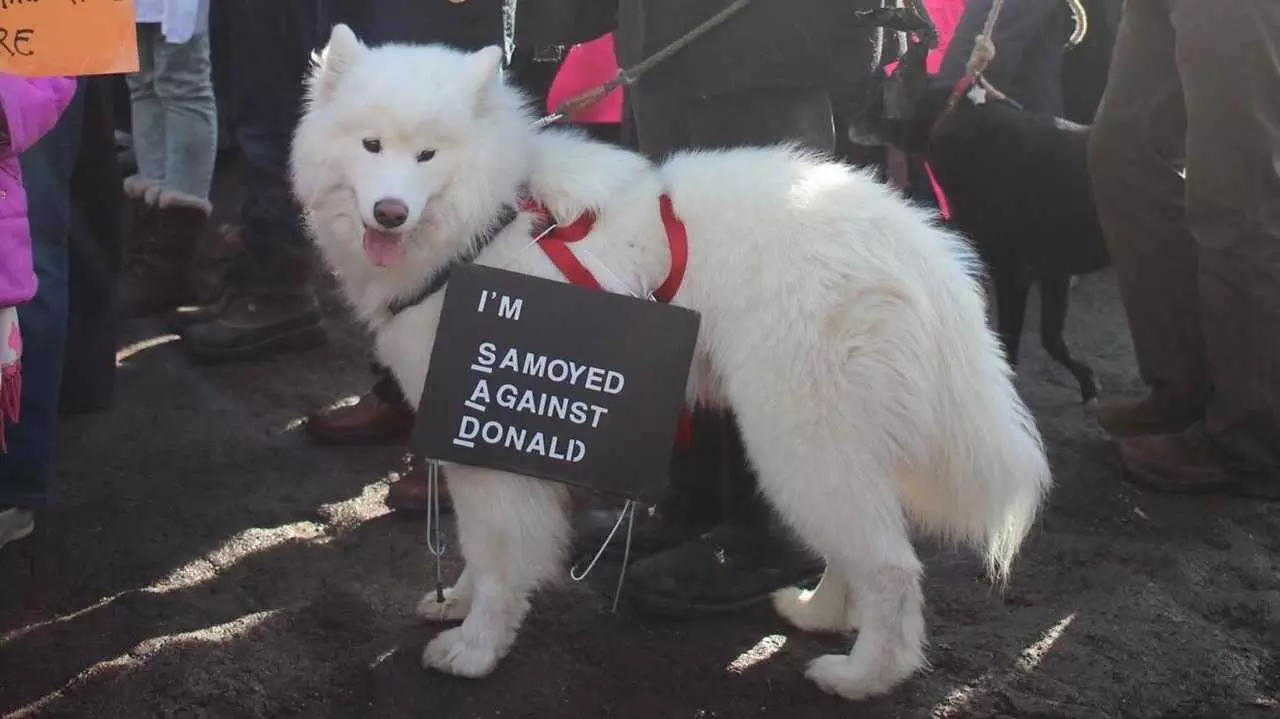 Funny Protest Signs  Samoyed Against Donald