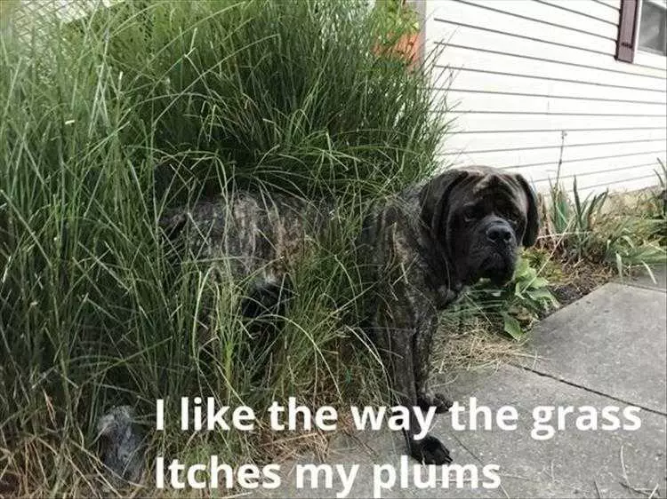 Funniest Pet Pics  Grass Allergy