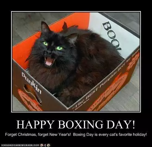 Boxing Day Memes  Cat Heaven