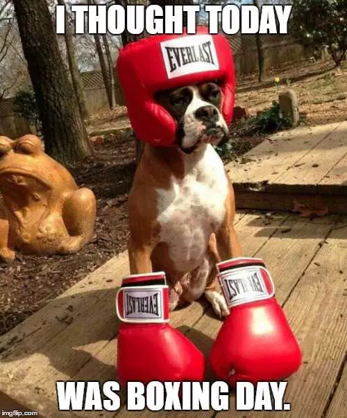 Boxing Day Memes  Boxer Day