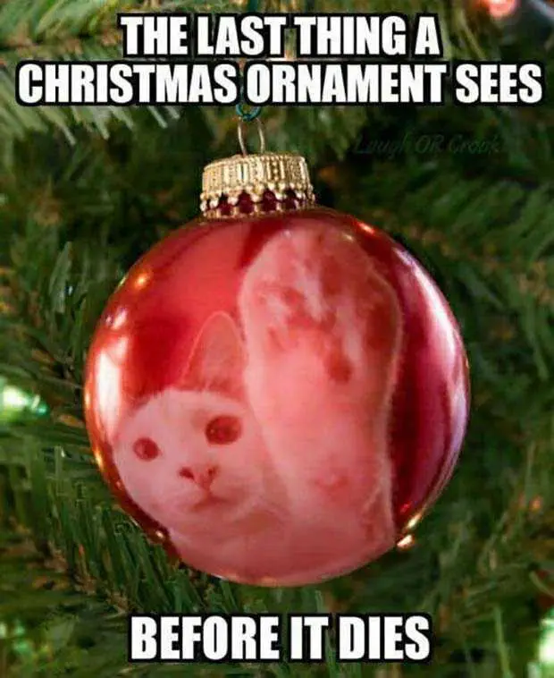 Christmas-Meme-10 Funny Christmas Memes Cat Attack