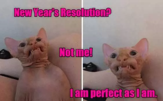 Funny New Years Resolution Memes  Purrfect Cats Don'T Need Resolutions