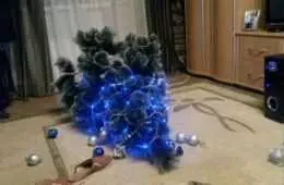 Cats Vs Christmas Trees 28 Pics 5Fe5Fe5C0C2E2