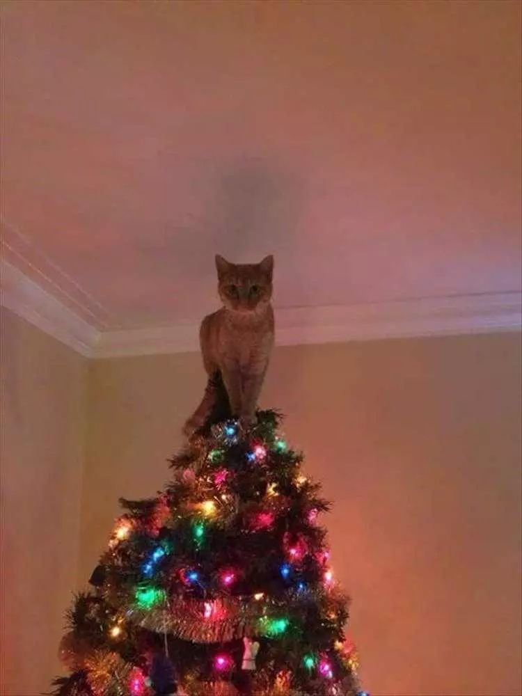 Funny Cats Vs. Christmas Tree Meme  I Belong Here