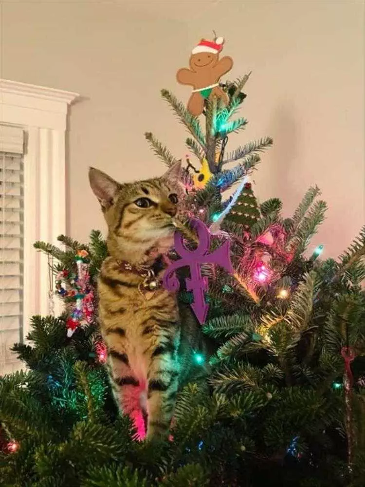 Cat Vs. Christmas Tree Meme  What'S This