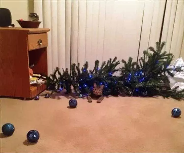 Cat Vs Christmas Tree Memes  It Got Me.