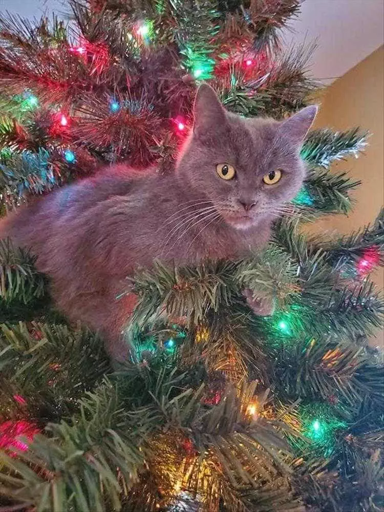 Cats Vs Christmas Tree Meme  What Is This New Visitor