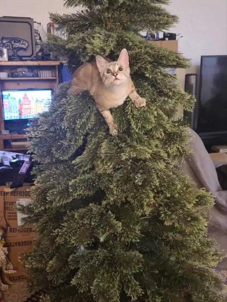 Cats Vs Christmas Tree Meme  Inspection