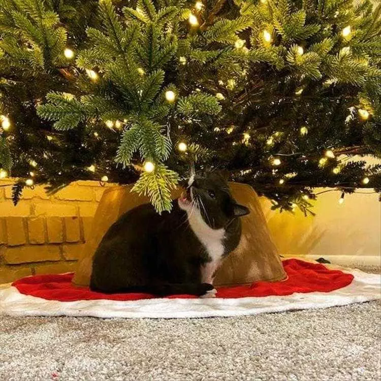 Cats Vs Christmas Tree Meme  Attack The Light