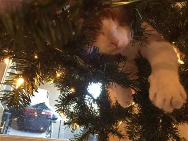 Cats Vs Christmas Tree Meme Nap Time