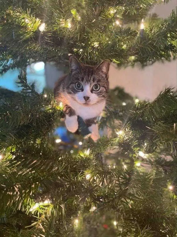 28 Cats Vs Christmas Tree Memes To Laugh At While You Digest Turkey