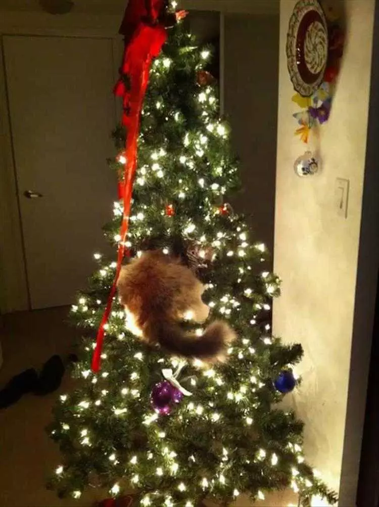 Cats Vs Christmas Tree Meme  It'S Hiding Something
