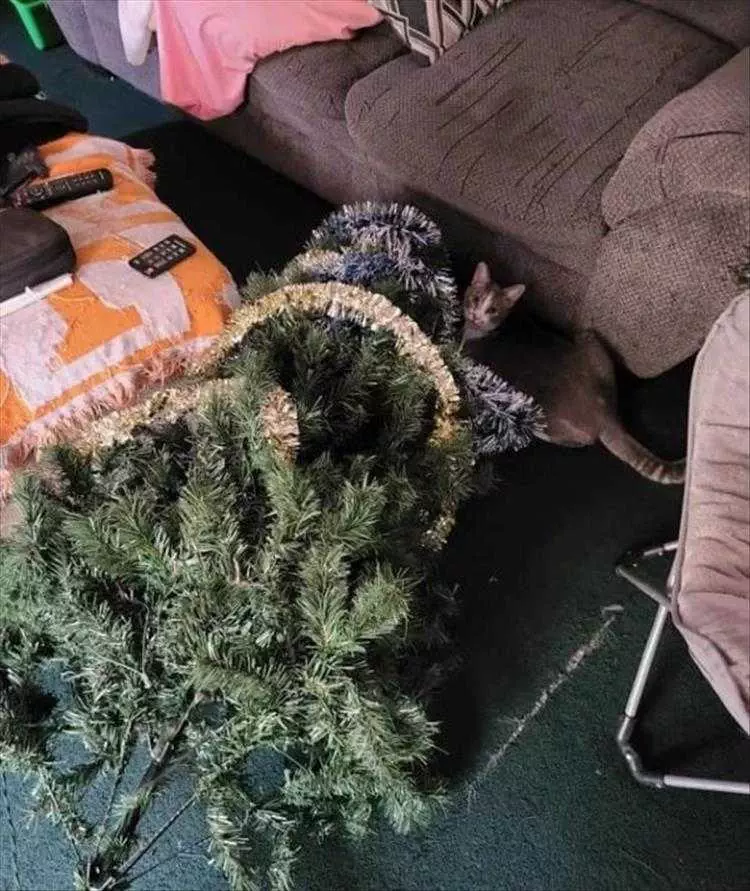 Cats Vs Christmas Tree Meme  Took Down Goliath