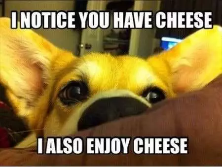 Cheese Memes  Enjoying Cheese