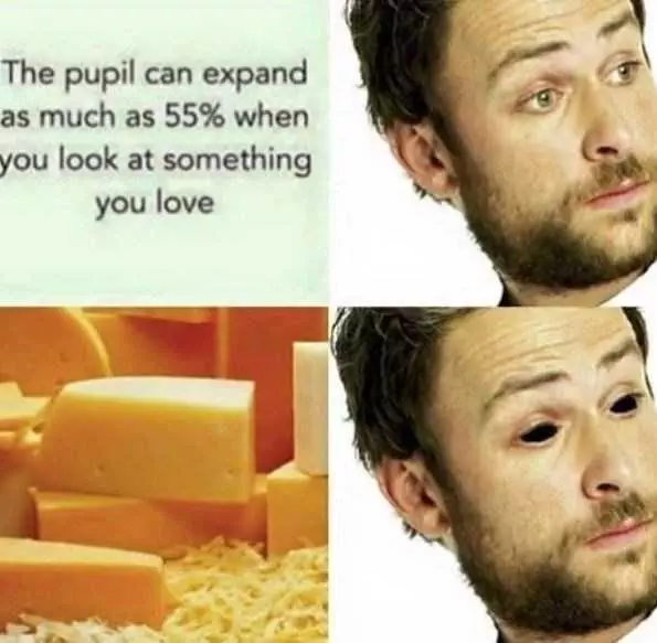 Funny Cheese Meme  Love Cheese