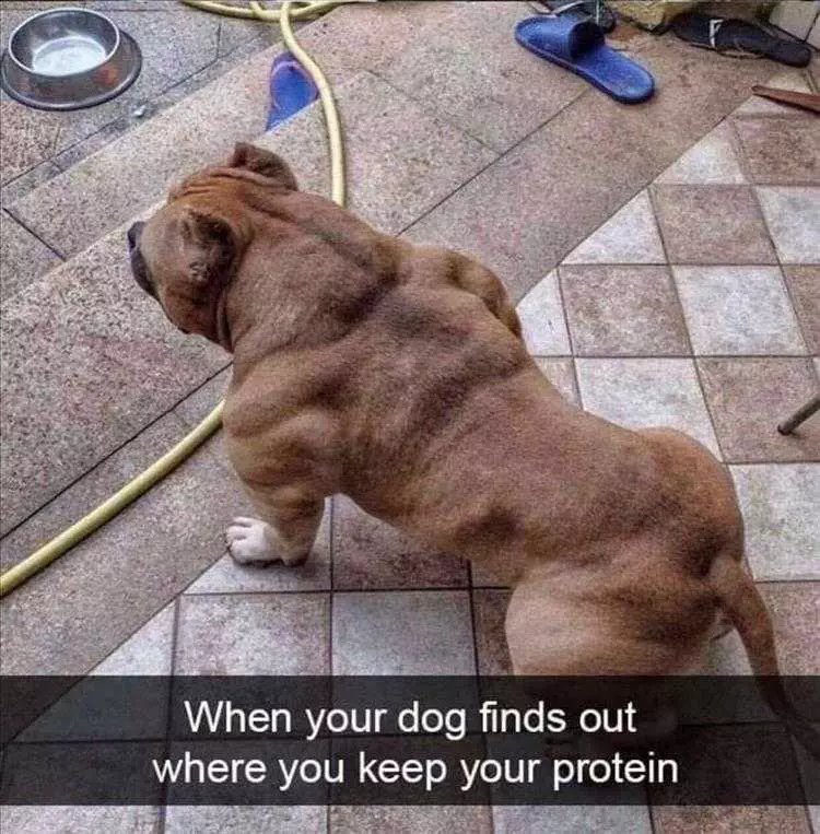 Funny Pet Meme Pictures  Schwarzenegger Of Dogs