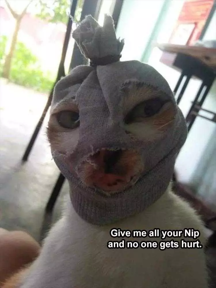 Funny Pet Memes Pictures  Stick Up Cat