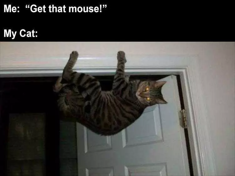 Funny Cat Meme Pictures  Mouse