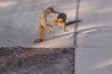 Animal Pictures Funny Enough To Floor You  Kung Fu Squirrels